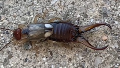 Forficula auricularia