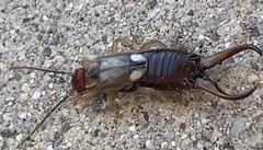 Forficula auricularia