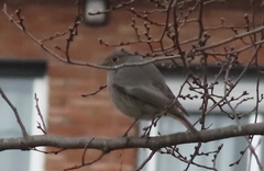 Phoenicurus ochruros