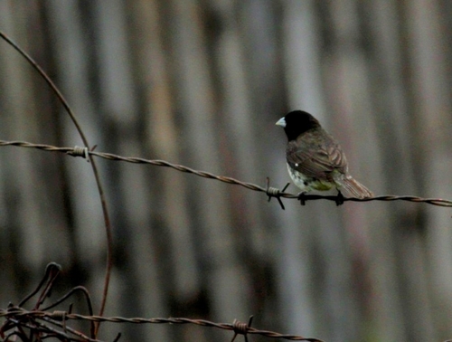 Dubois's Seedeater (Sporophila ardesiaca), photo 5