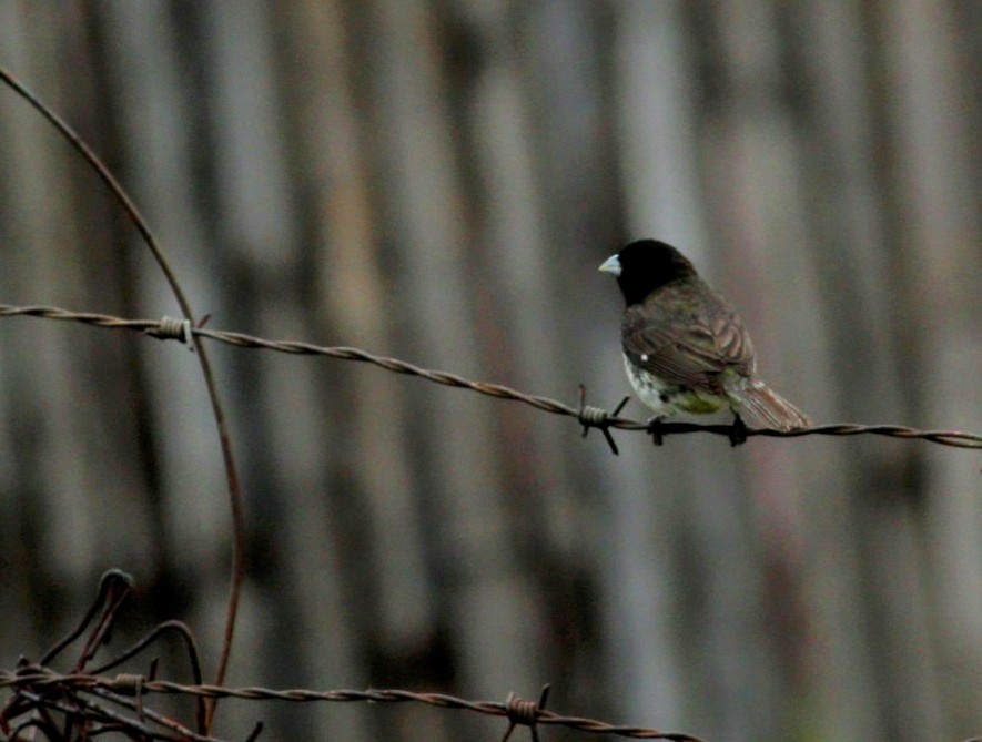 Dubois's Seedeater (Sporophila ardesiaca), photo 7