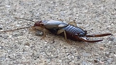 Forficula auricularia