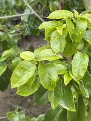 Prunus ilicifolia lyonii