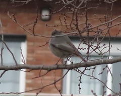 Phoenicurus ochruros