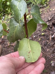 Prunus ilicifolia lyonii