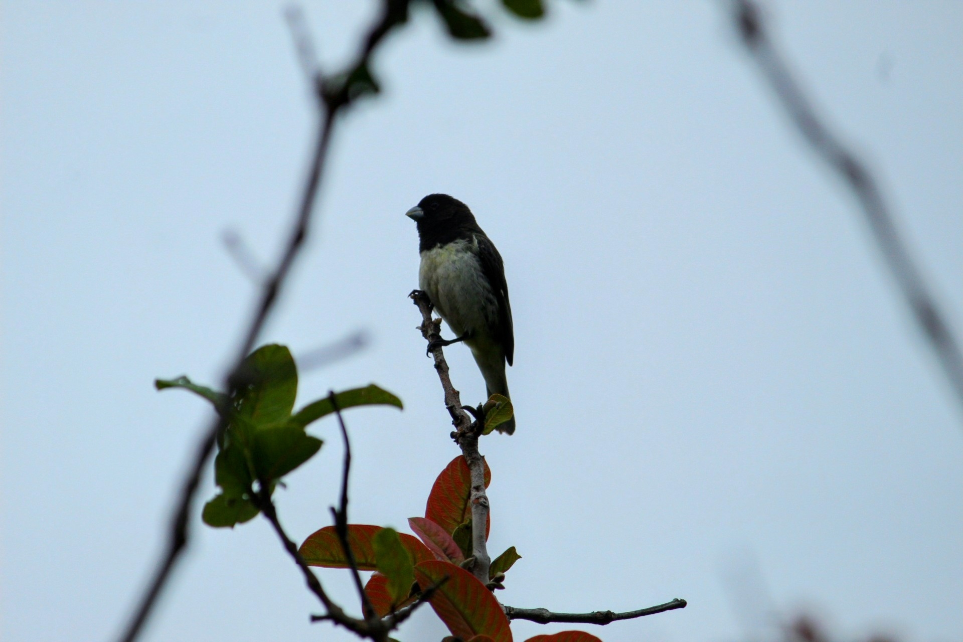 Dubois's Seedeater (Sporophila ardesiaca), photo 8