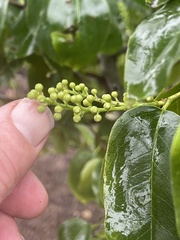 Prunus ilicifolia lyonii