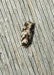 Barea confusella