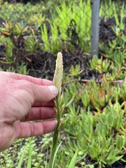 Chasmanthe floribunda