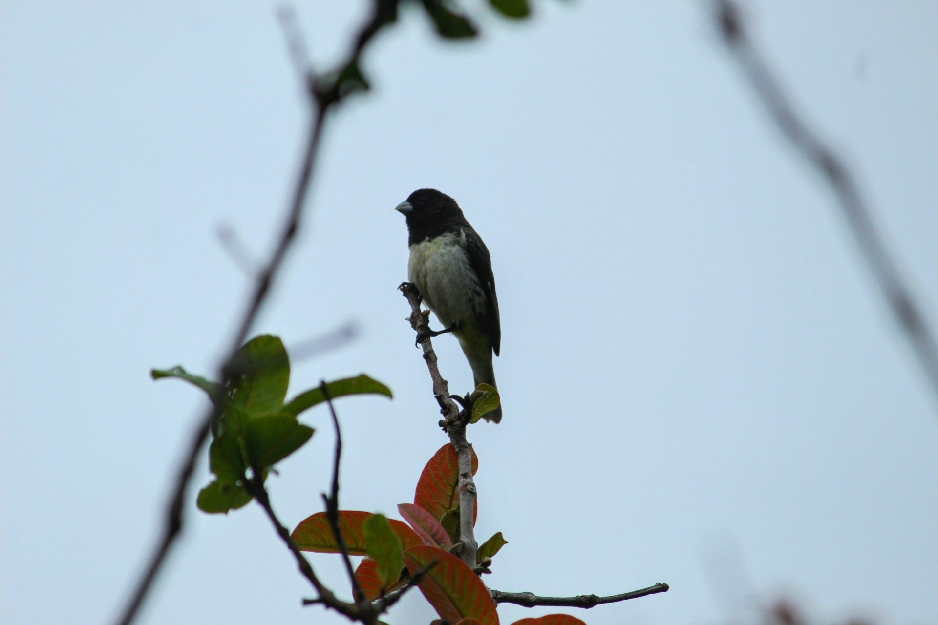 Dubois's Seedeater (Sporophila ardesiaca), photo 9