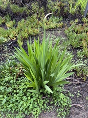 Chasmanthe floribunda
