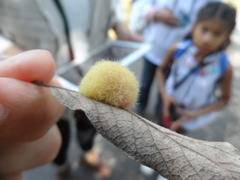 Striatoandricus georgei