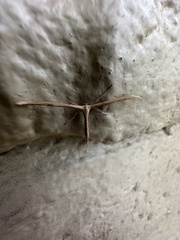 Emmelina monodactyla