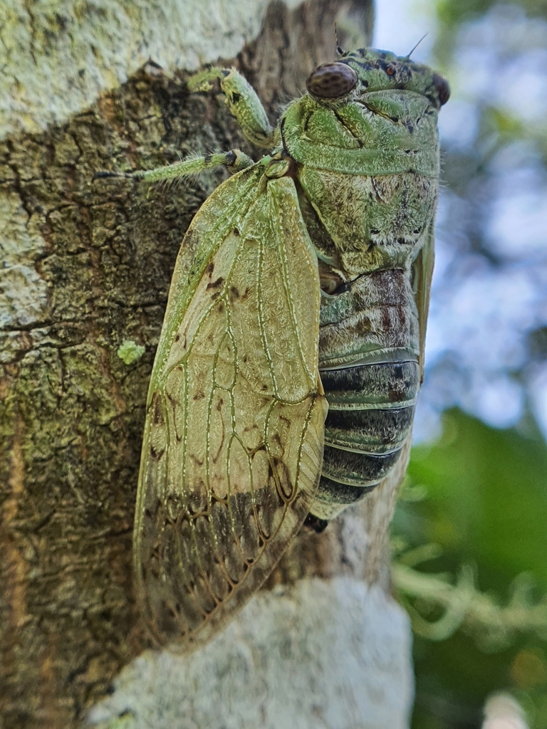 Greenwing Cicadas