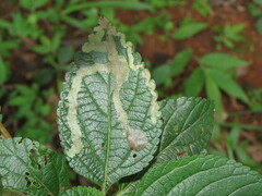 Uroplata fulvopustulata