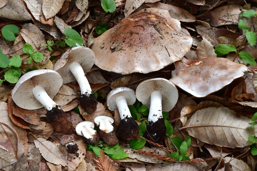 Hebeloma sp. 'naviculosporum-CA01'