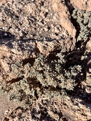 Tiquilia atacamensis
