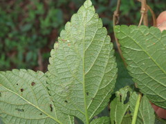 Uroplata fulvopustulata