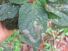 Uroplata fulvopustulata