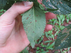 Uroplata fulvopustulata