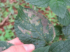 Uroplata fulvopustulata