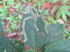 Uroplata fulvopustulata