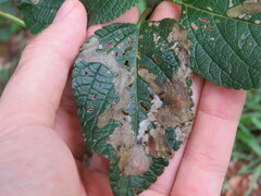 Uroplata fulvopustulata