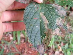 Uroplata fulvopustulata