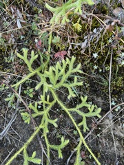 Lycopodium japonicum