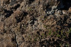 Micromeria herpyllomorpha