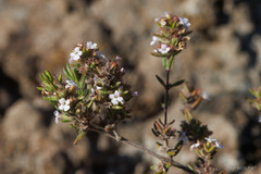Micromeria herpyllomorpha