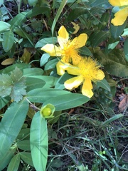 Hypericum calycinum