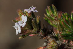 Micromeria herpyllomorpha