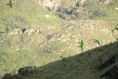 Eupsittula aurea
