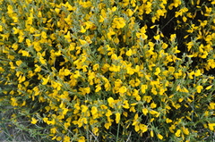 Cytisus