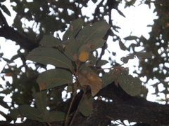 Striatoandricus georgei