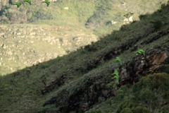 Eupsittula aurea