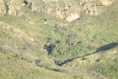Eupsittula aurea