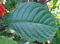 Justicia carnea