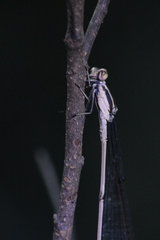 Mecistogaster ornata