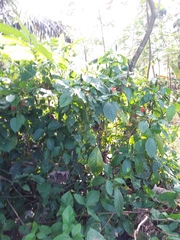 Justicia carnea