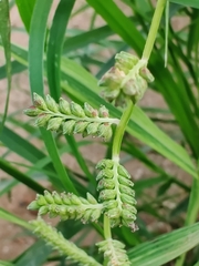 Echinochloa colona