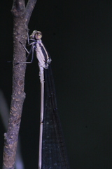 Mecistogaster ornata