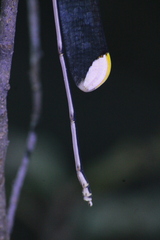 Mecistogaster ornata