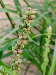 Echinochloa colona
