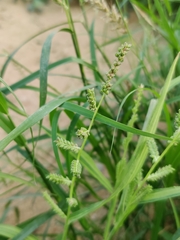 Echinochloa colona