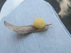 Striatoandricus georgei