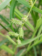 Echinochloa colona