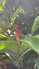 Alpinia purpurata