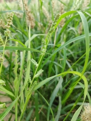 Echinochloa colona